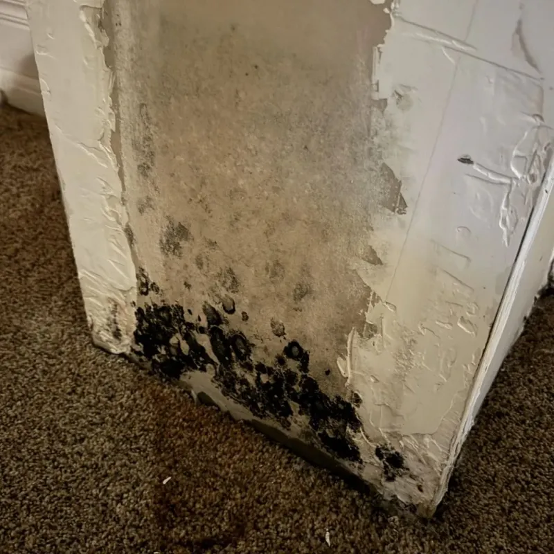 Professional Mold Removal in Wright, WY